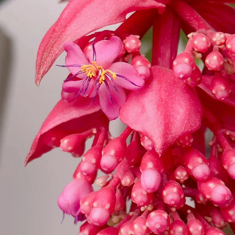 Medinilla Magnifica🌺СЕМЕНА НА ЦВЕТЯТА НА ЛОТОС