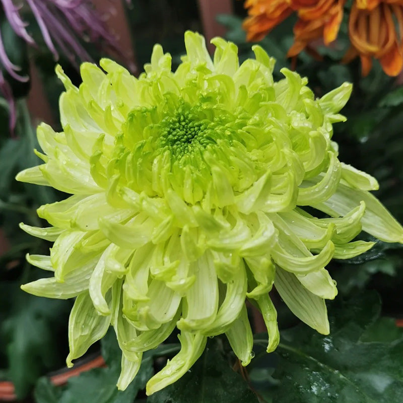 🌺 Цветето на елегантността 🌼 Семена от гигантска хризантема