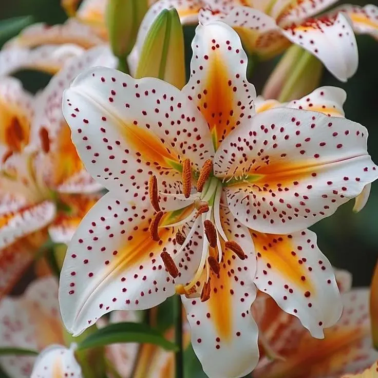 🔥Prémiové cibulky lilií🌺Snadné pěstování, rychlé kvetení ✨ Ideální pro začátečníky
