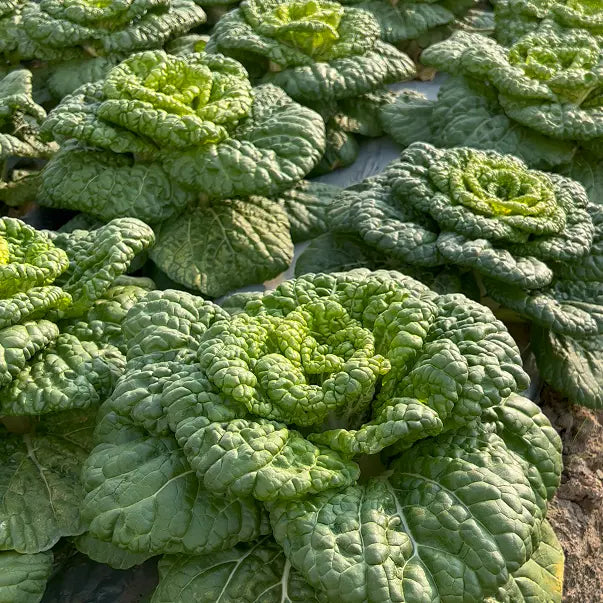 Brassica Narinosa (WuTat Choy) Seeds