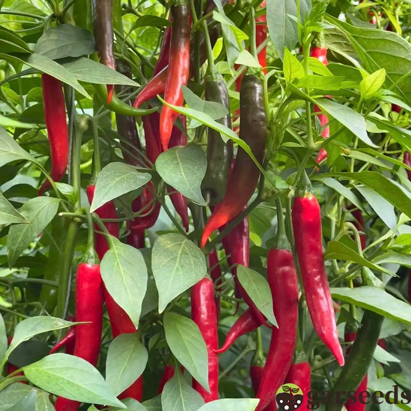 Semienka čili papričky Beauty Chili Papričky 🌶️ - vysoký výnos