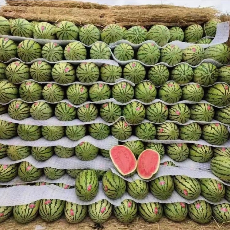 🔥Последен ден на разпродажбата🍉Семки от диня от Lazy Man🍉