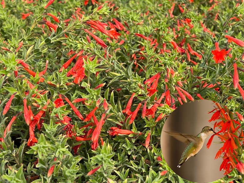 🔥🐦„Килим от колибри“🌸Epilobium garrettii – Дъга, изригваща 🌈