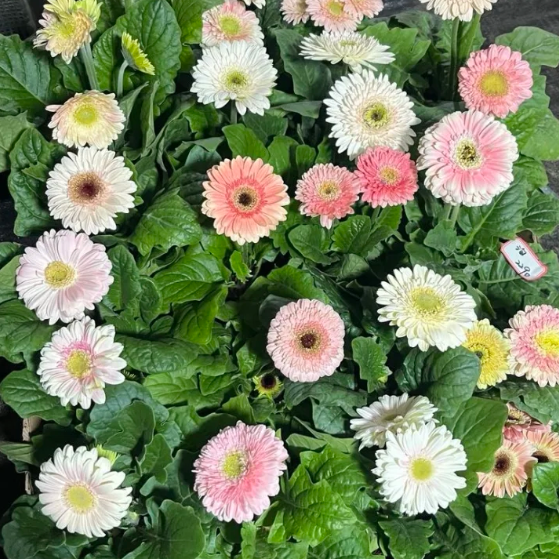 🌼Семена от гербери с различни цветове