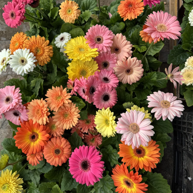 🌼Семена от гербери с различни цветове