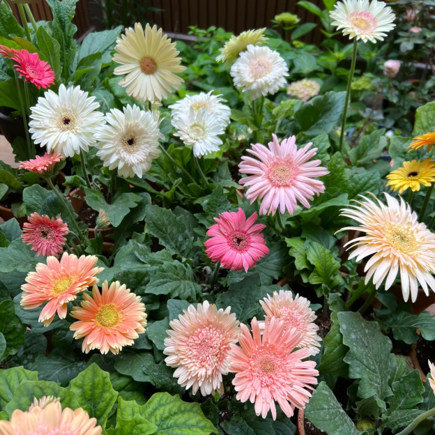 🌼Семена от гербери с различни цветове