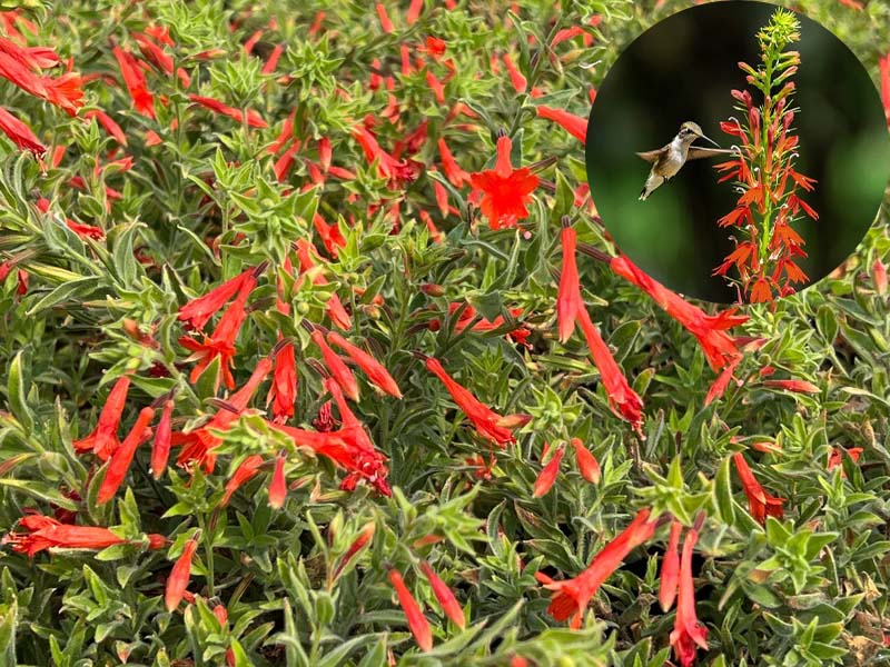 🔥🐦„Килим от колибри“🌸Epilobium garrettii – Дъга, изригваща 🌈