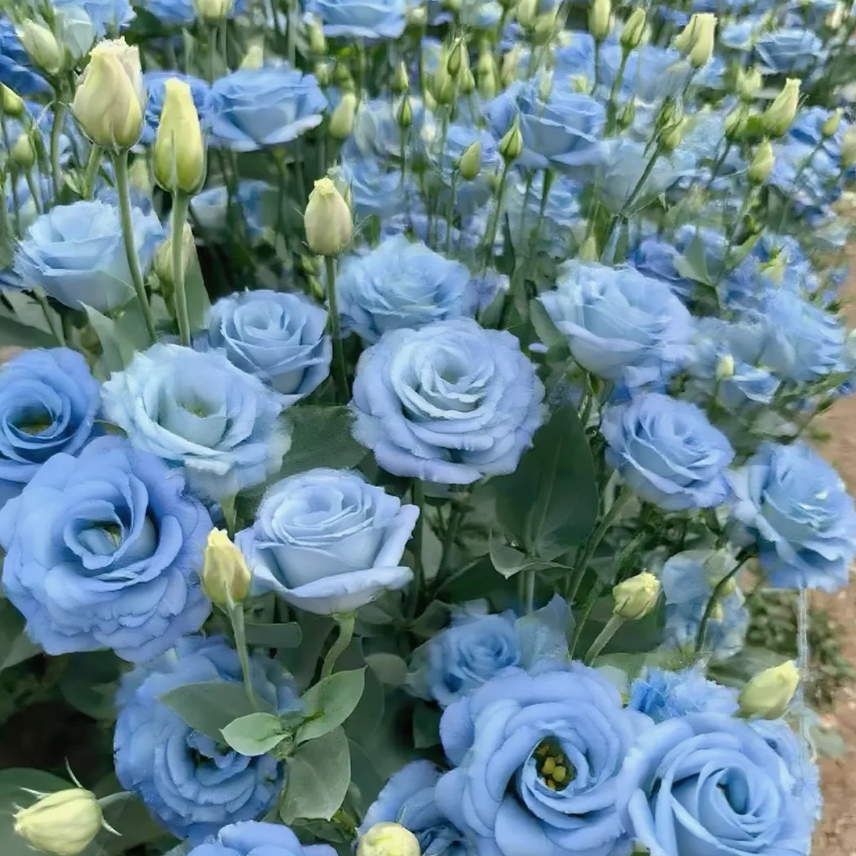 🌺Лизиантус - Искрена любов