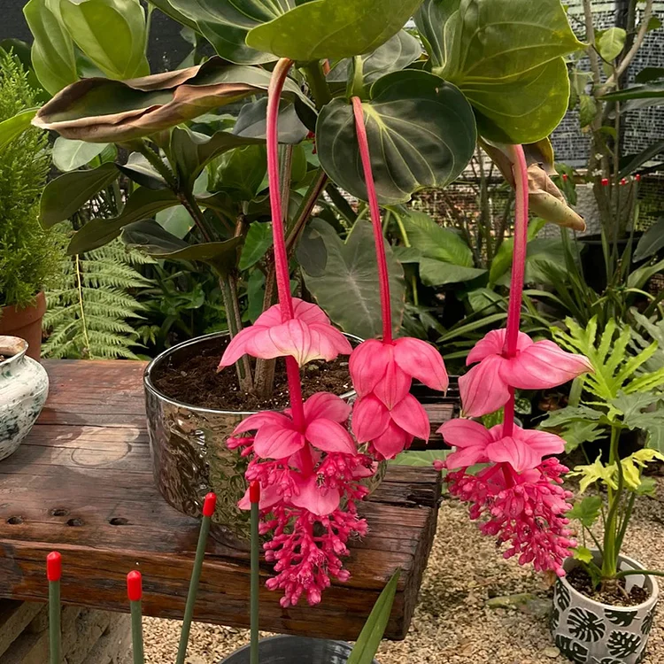 Medinilla Magnifica🌺СЕМЕНА НА ЦВЕТЯТА НА ЛОТОС