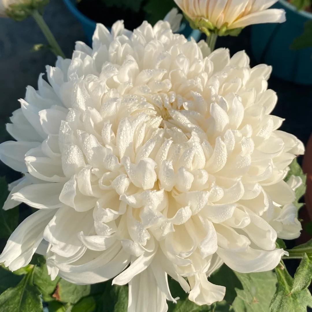 🌺 Цветето на елегантността 🌼 Семена от гигантска хризантема