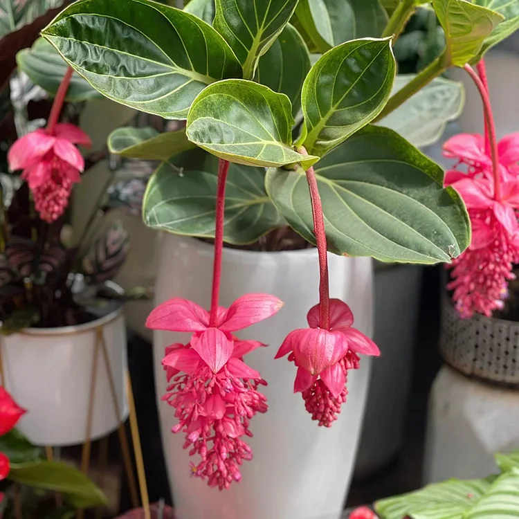 Medinilla Magnifica🌺СЕМЕНА НА ЦВЕТЯТА НА ЛОТОС
