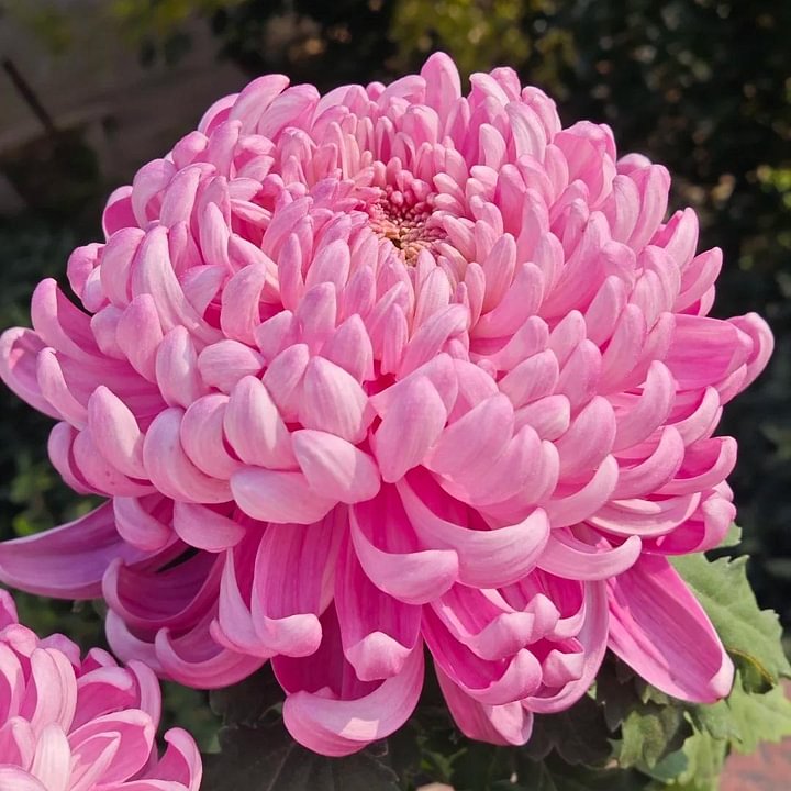 🌺 Цветето на елегантността 🌼 Семена от гигантска хризантема
