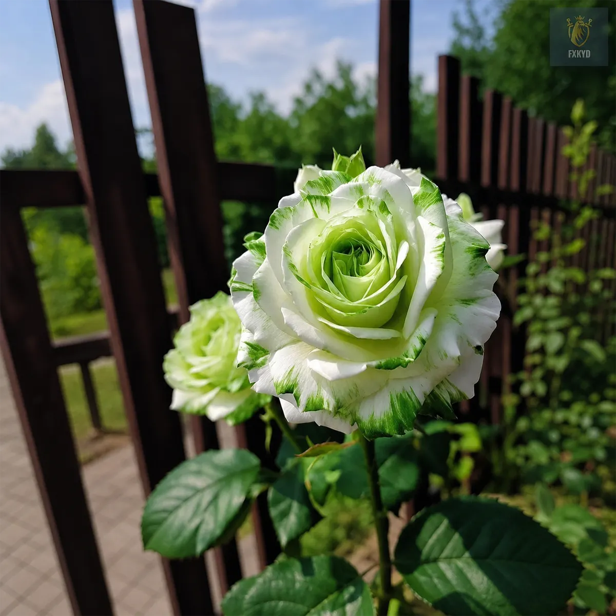 🌹 Semena červeno-bílých dvoubarevných růží – vzácné dvoubarevné zahradní květy
