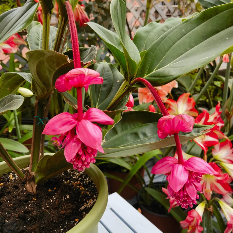 Medinilla Magnifica🌺СЕМЕНА НА ЦВЕТЯТА НА ЛОТОС