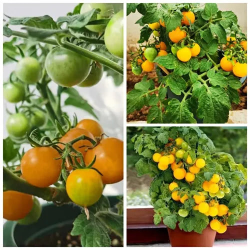 🍅🍅Семена от саксийни домати джудже