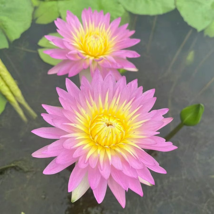 🌸 ПОСЛЕДЕН ДЕН ПРОМОЦИЯ 50% ОТСТЪПКА 🌸 Хидропонен лотос 🌸 | Свеж, лесен и красив (Може да се засажда и през зимата)
