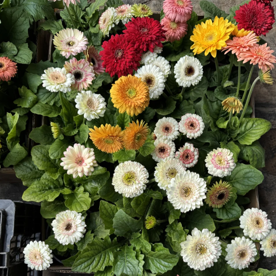 🌼Семена от гербери с различни цветове