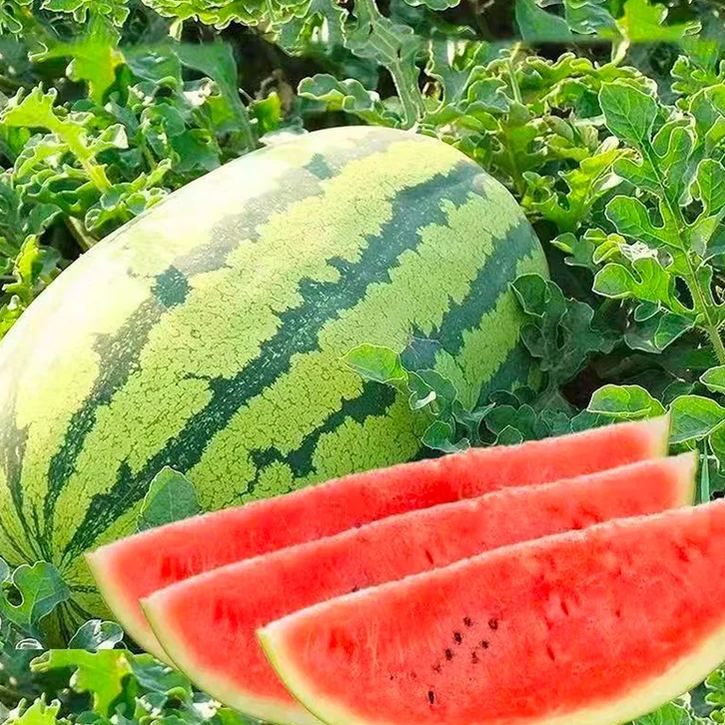 Семена от бонсай пъпеш 🍉Lazy Plant Семена от пъпеш