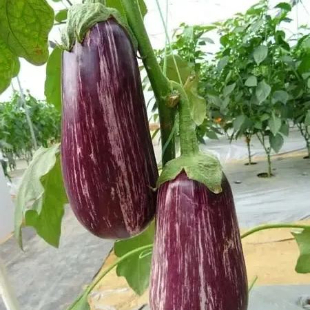 🍆 Семена от зеленчуков патладжан Нубия - раиран патладжан