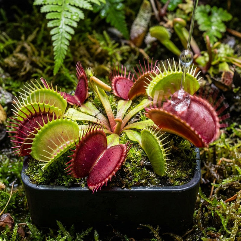 🌱【Невероятни семена на венерина мухоловка】—Отгледайте си собствено миниатюрно месоядно чудовище!😱🌿