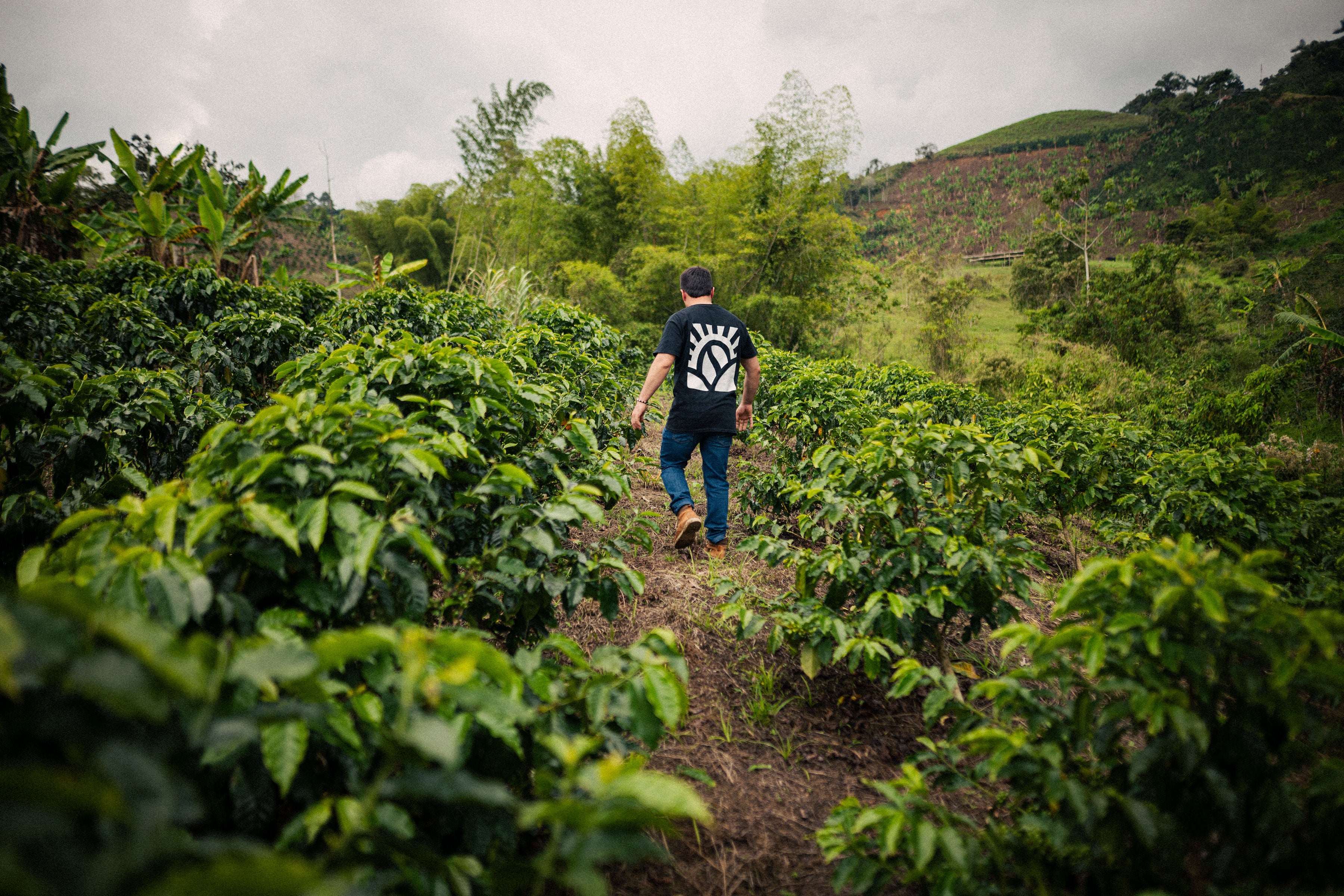 Bosbes - Colombia 