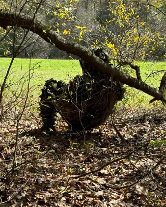 Camouflage seat in a woodland setting