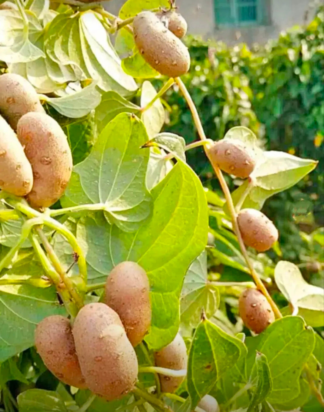 Fákon termő burgonya vetőmagjai 🥔 Lusta burgonyamagok
