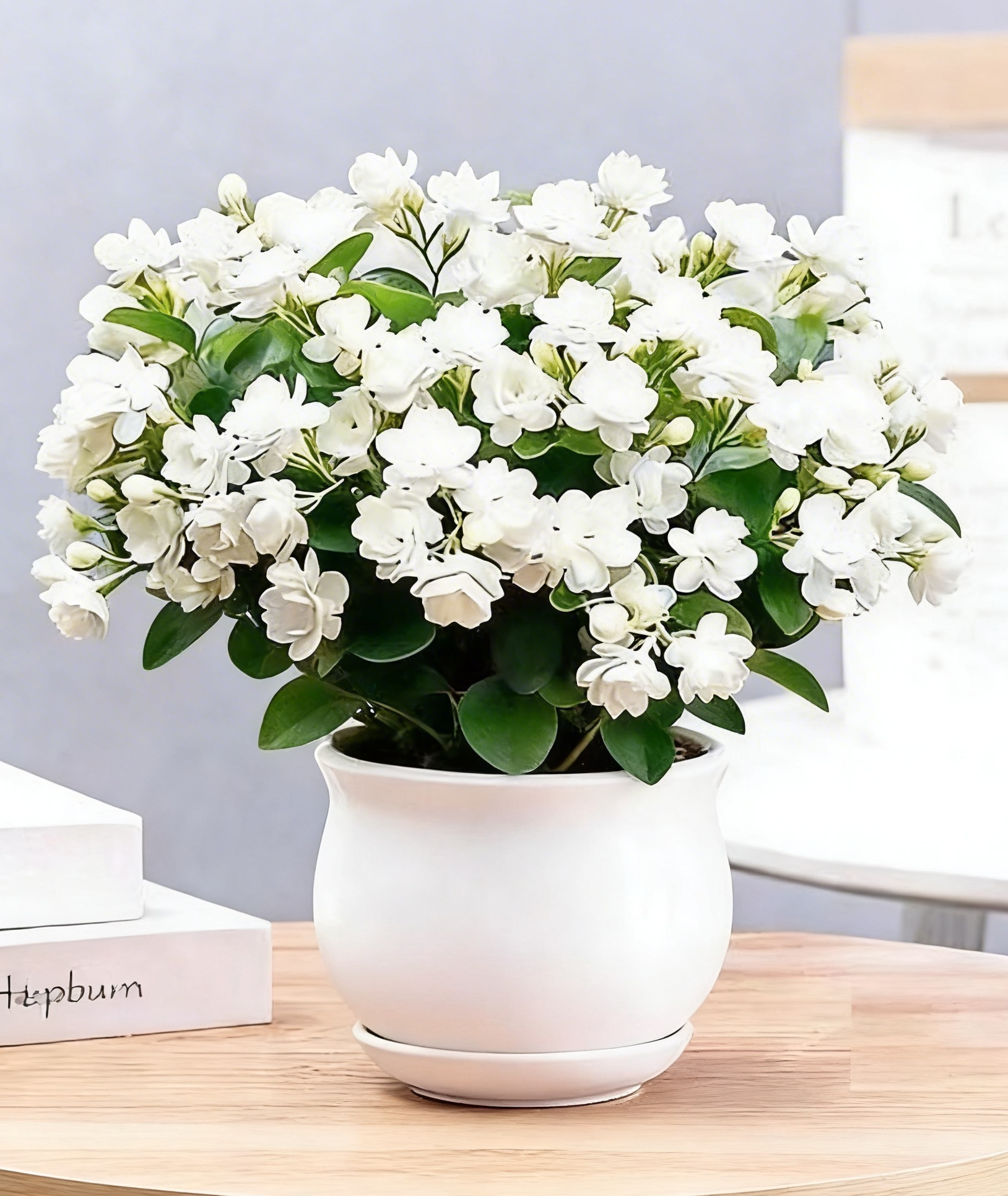 ✨ Semienka dvojitej jazmínovej kvetiny – Bohatá vôňa ako hviezdy, rozžiarte každý kút vášho priestoru 🌸