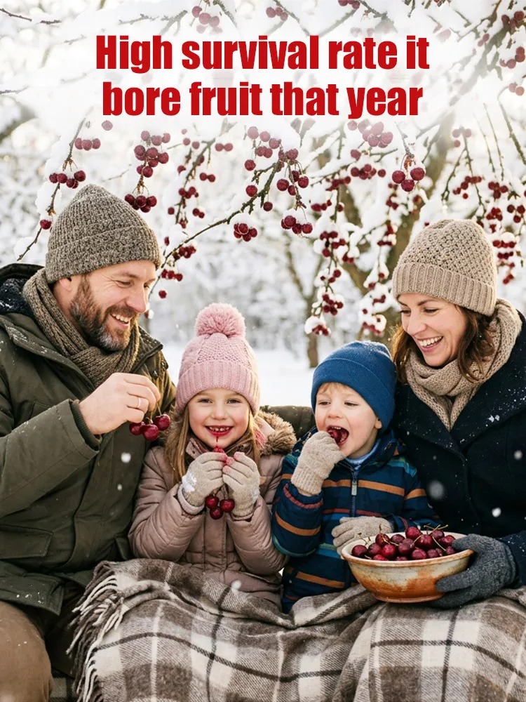 【If the fish doesn't survive, we'll refund 10 times the amount!】4J XXL Mini Regina Sweet Cherry Tree| Harvest in the First Year | Perfect for Homes  Gardens 【Limited-time buy-one-get-one-free offer!】