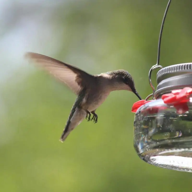 Clear hummingbird feeder with flower-shaped feeding ports