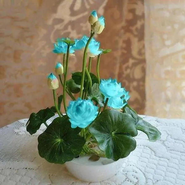 Image Image