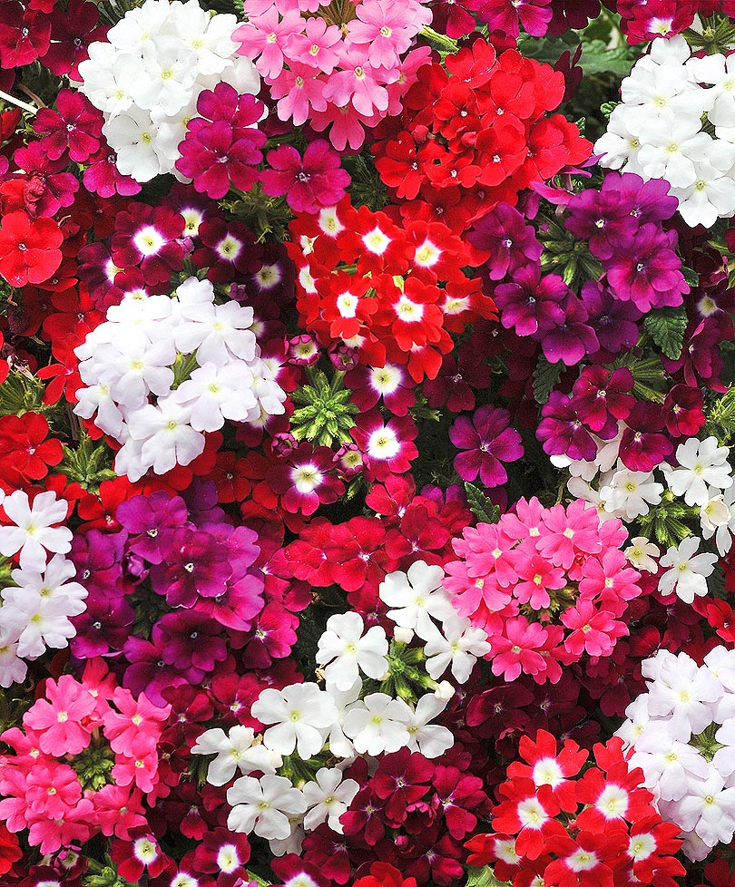 Picture background