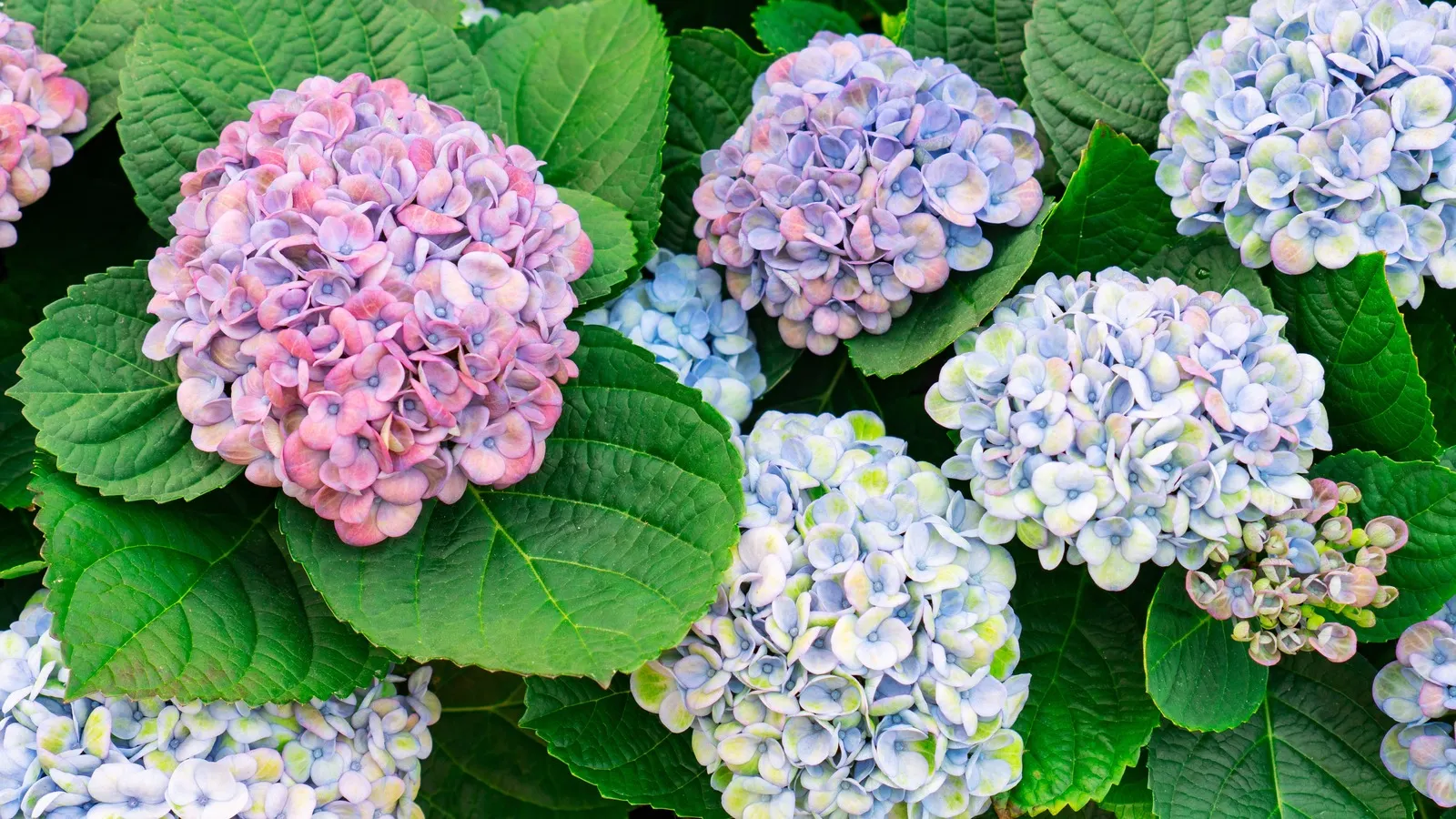 Picture background