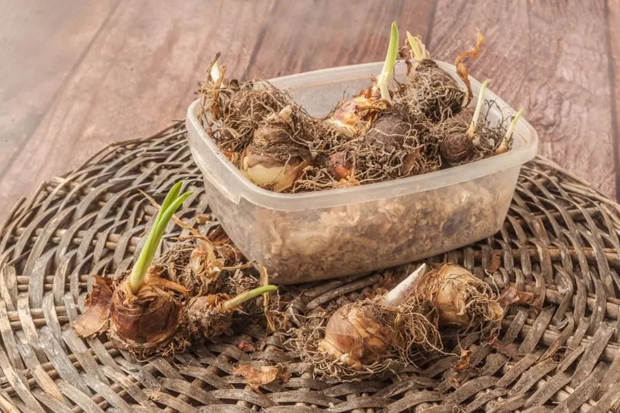 Pineapple Lily: A Growing Guide for Eucomis | Garden Design