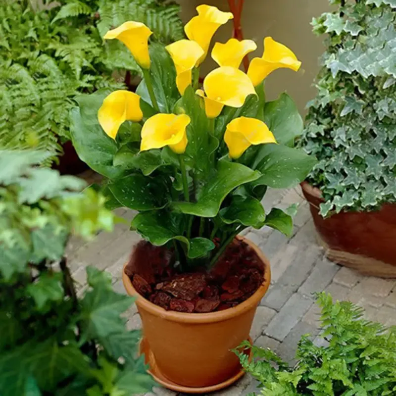 Egrow 50 PCS Calla Lily Seeds Garden Balcony Potted Perennial Flower Seeds Bonsai Ivy Flowers Egrow 50 PCS Calla Lily Seeds Garden Balcony Potted Perennial Flower Seeds Bonsai Ivy Flowers