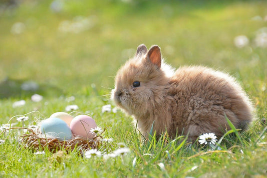 Mini-Schatzsuche zu Ostern - kostenloser Download - Party im Karton