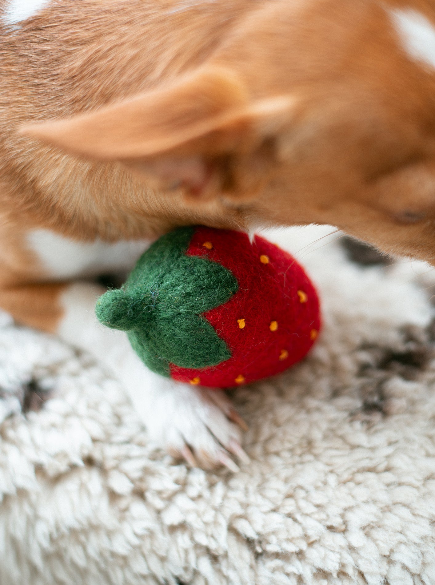 uvessa RED STRAWBERRY WOOL DOG TOY