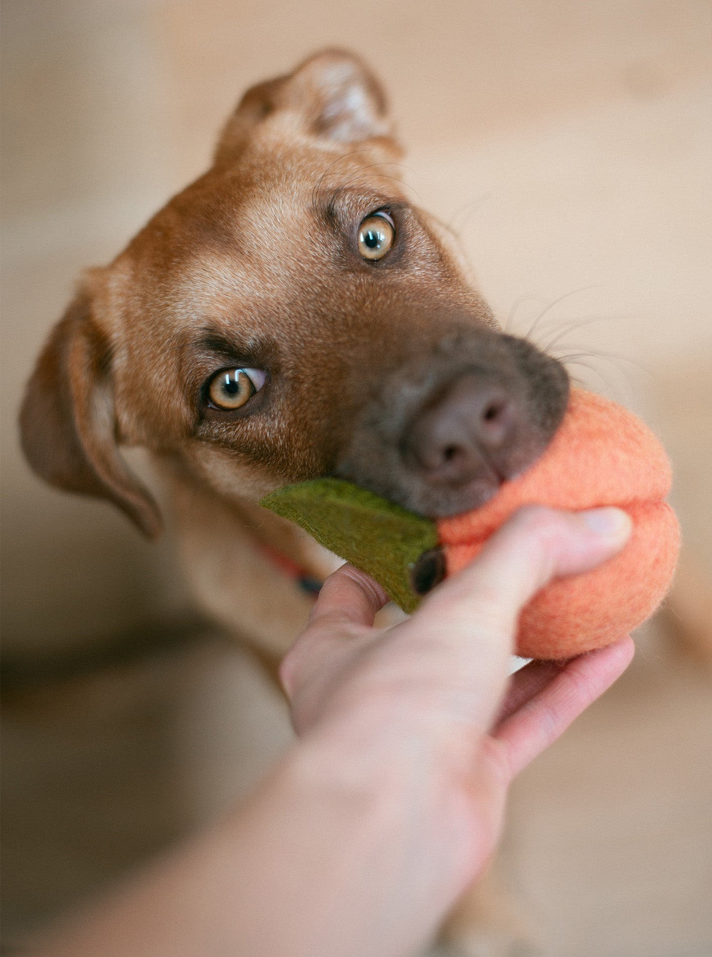 rilocove PEACH WOOL DOG & CAT TOY
