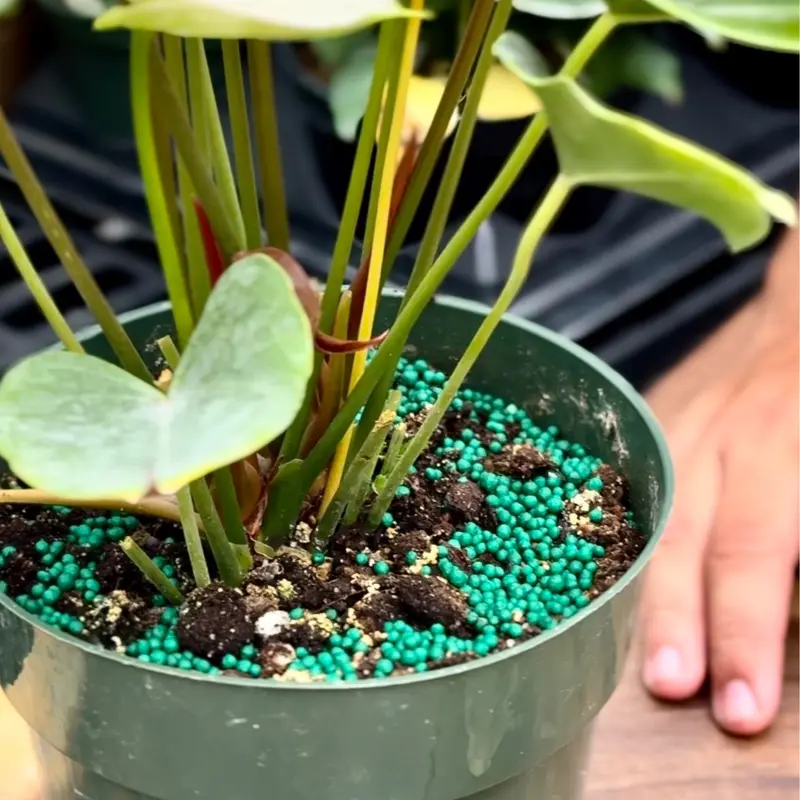 🌱Тор с бавно освобождаване за всички растения 🌿 бърз растеж до 1 година FERTILIZANTE