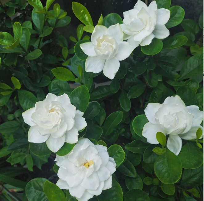 Veľké semienka gardénie 🌿