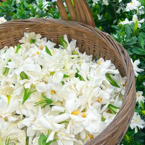 Veľké semienka gardénie 🌿