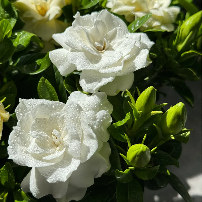 Veľké semienka gardénie 🌿