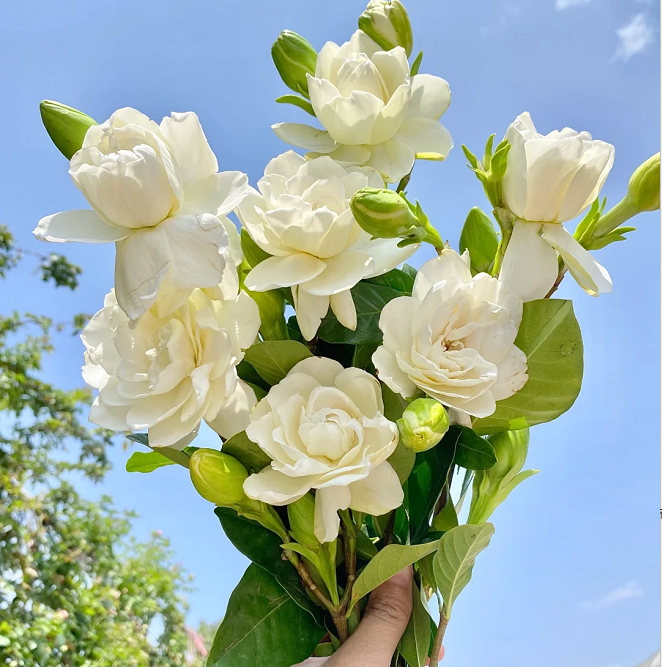 Veľké semienka gardénie 🌿