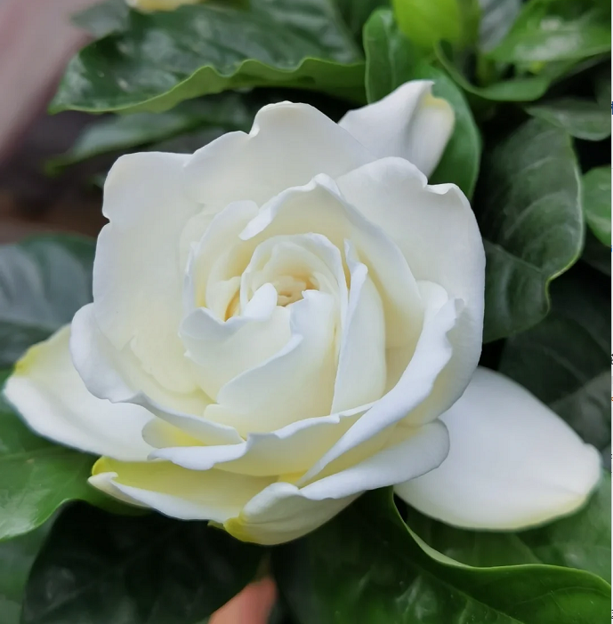 Veľké semienka gardénie 🌿
