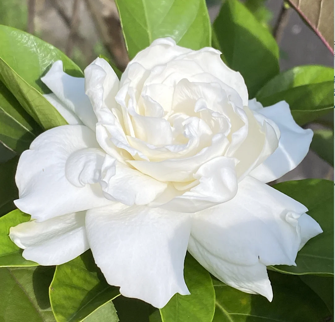 Veľké semienka gardénie 🌿