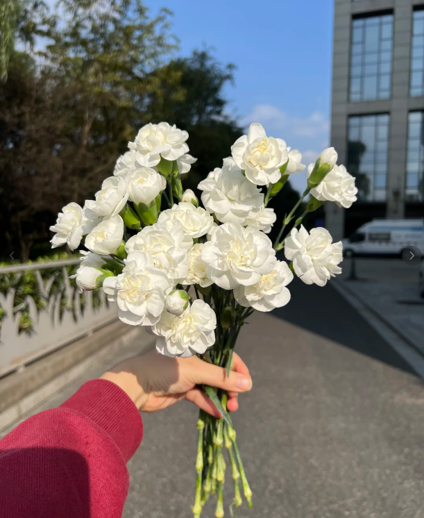 🏆 PREDANÉ CEZ 75 000 JEDNOTIEK! 🌿❄️ Semienka jazmínu polnočného – zimná výsadba, farby trvaliek a voňavá elegancia záhrady 🌸