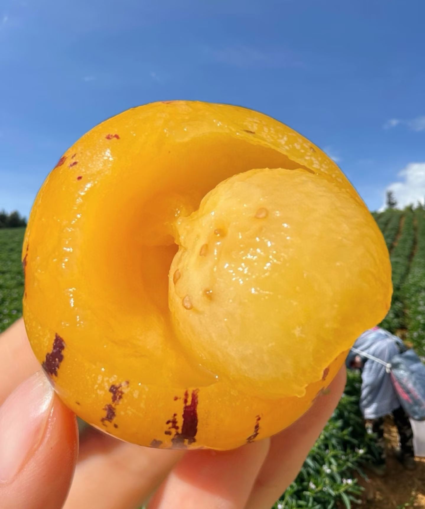 🏆 Продадени са над 75 000 опаковки! 🌿Семена от плод на женшен - лесни за отглеждане🌱