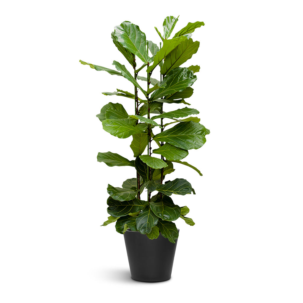73 Dartmouth Road Bucket Natural Planter Plant Stand - View 1