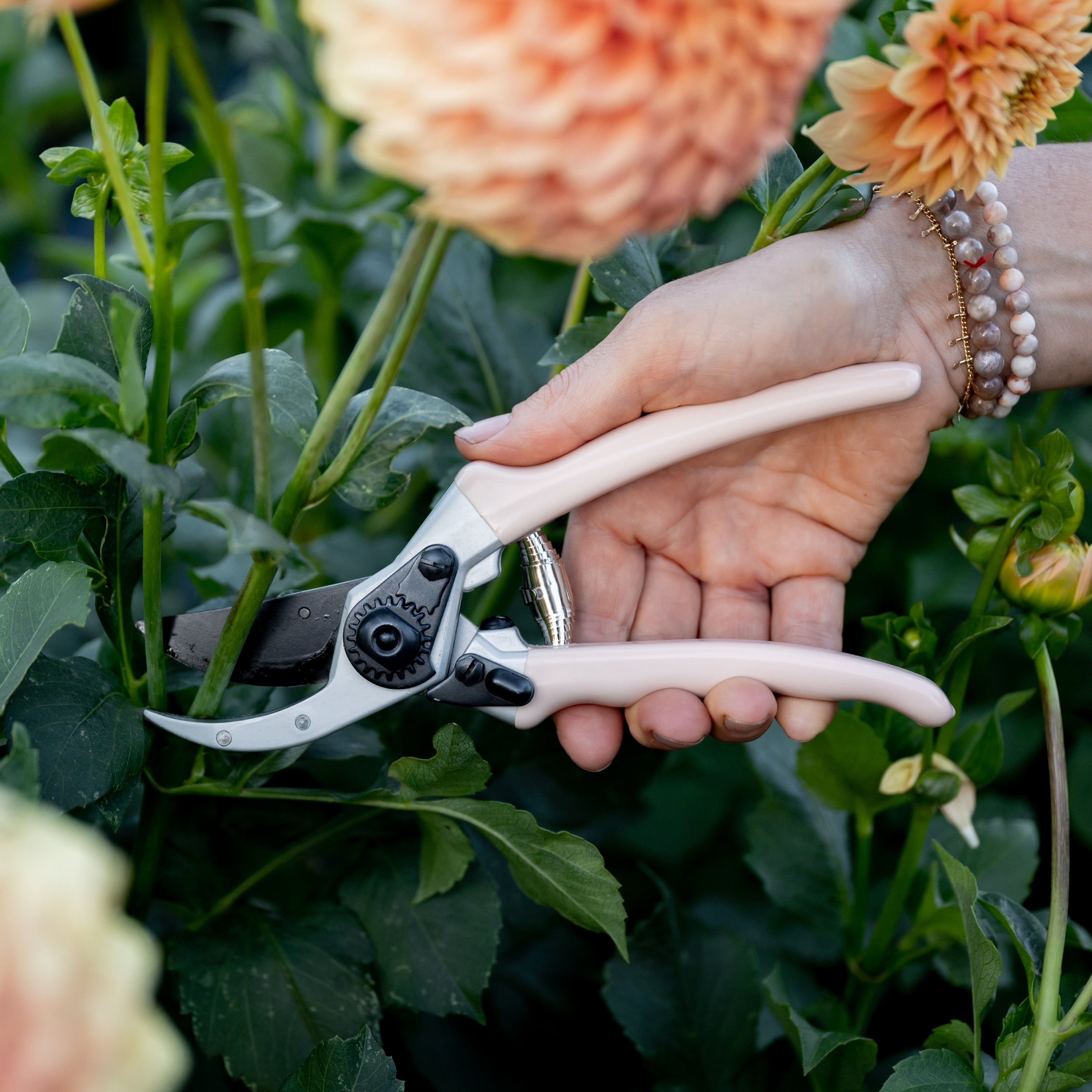 73 Dartmouth Road Heavy Duty Peach Secateurs 8" - View 2