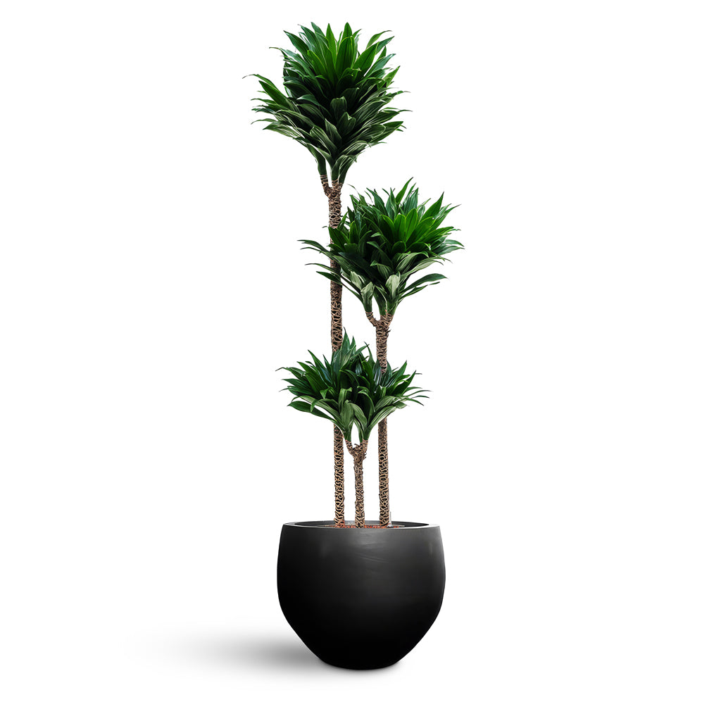 73 Dartmouth Road Orb Natural Planter Plant Stand - View 1